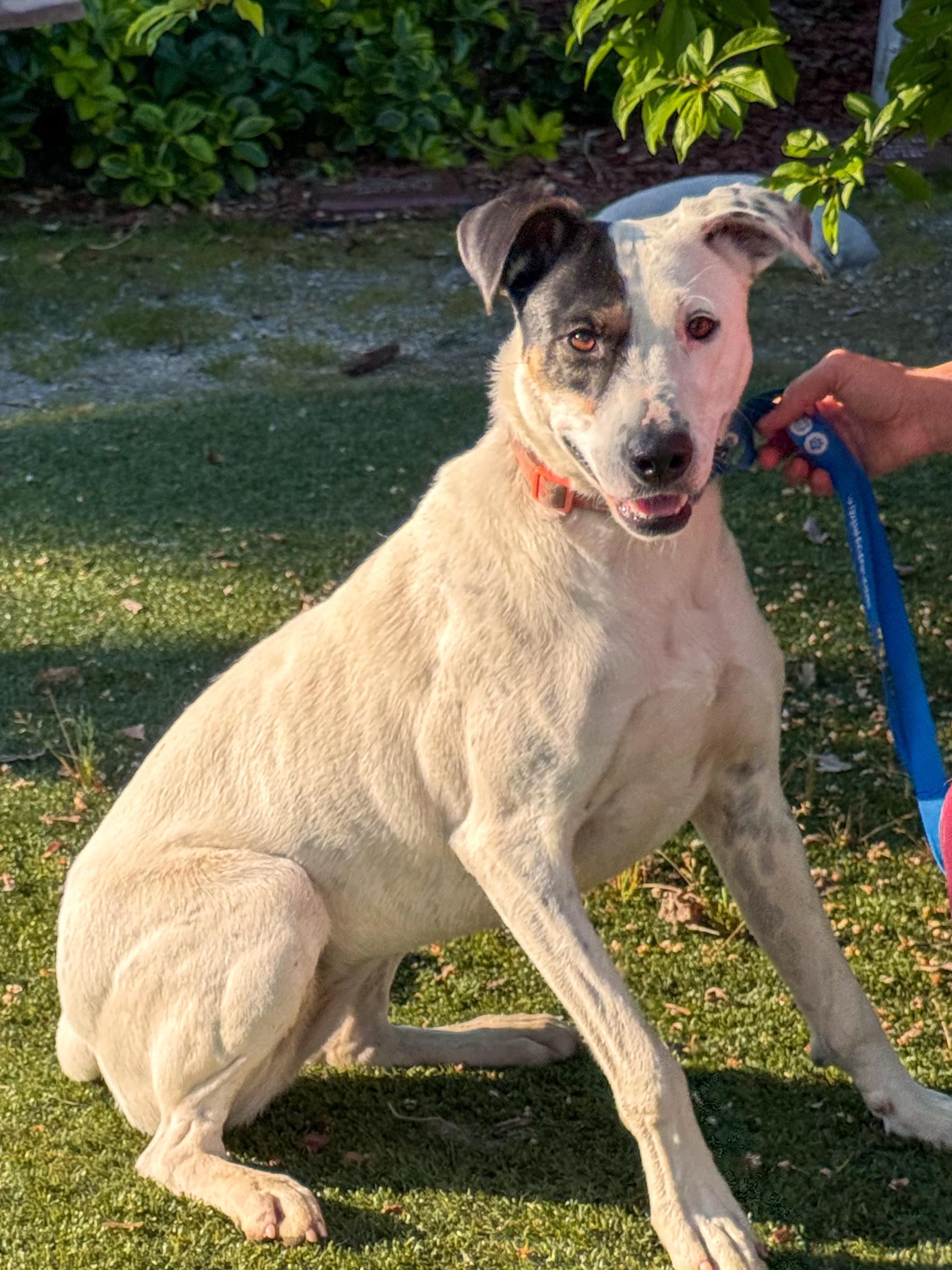 Enlarge ONLY ROSIE, a Adoptable mixed breed in Fresno, CA image 1/4