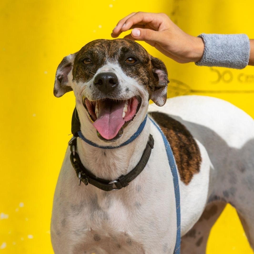 Enlarge Pita, a ADOPTABLE mixed breed in New York, NY image 1/6