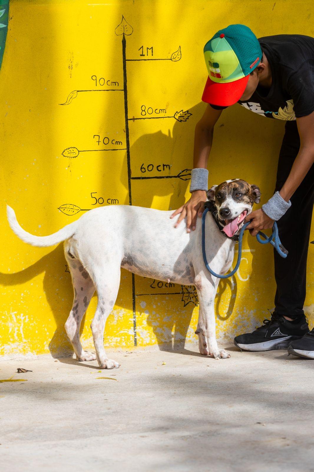 Enlarge Pita, a ADOPTABLE mixed breed in New York, NY image 4/6