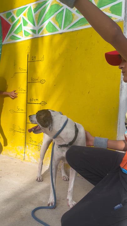 Enlarge Pita, a ADOPTABLE mixed breed in New York, NY video 6/6