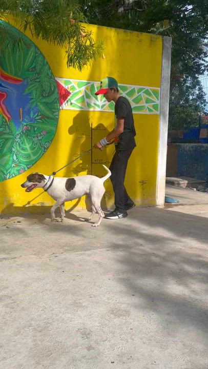 Enlarge Pita, a ADOPTABLE mixed breed in New York, NY video 3/6