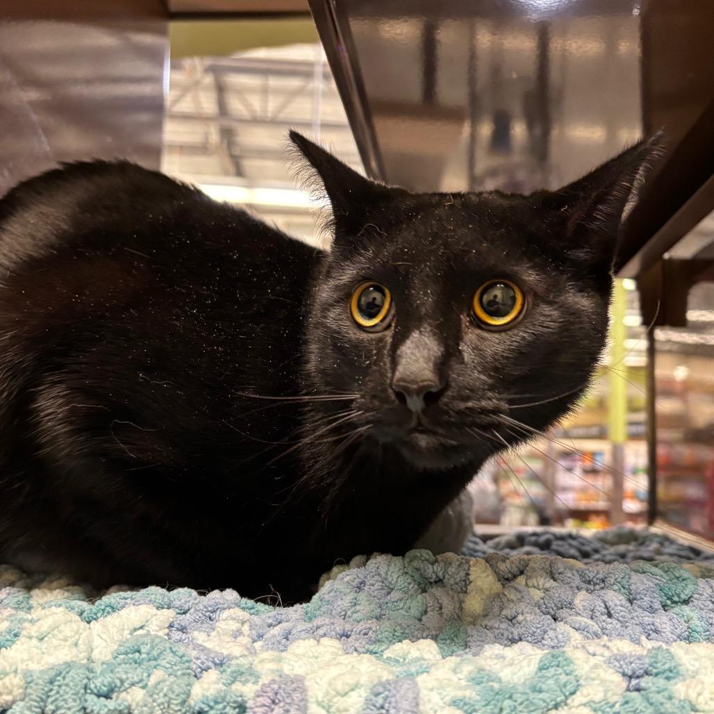 Pepper, Adoptable, Adult Female Domestic Medium Hair.