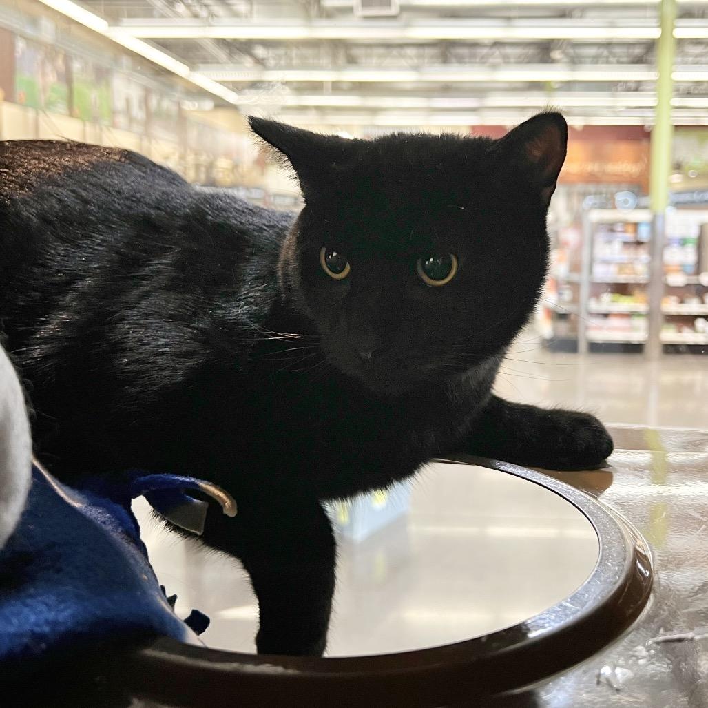 Enlarge Pepper, a Adoptable Domestic Medium Hair in Morgan Hill, CA image 2/6