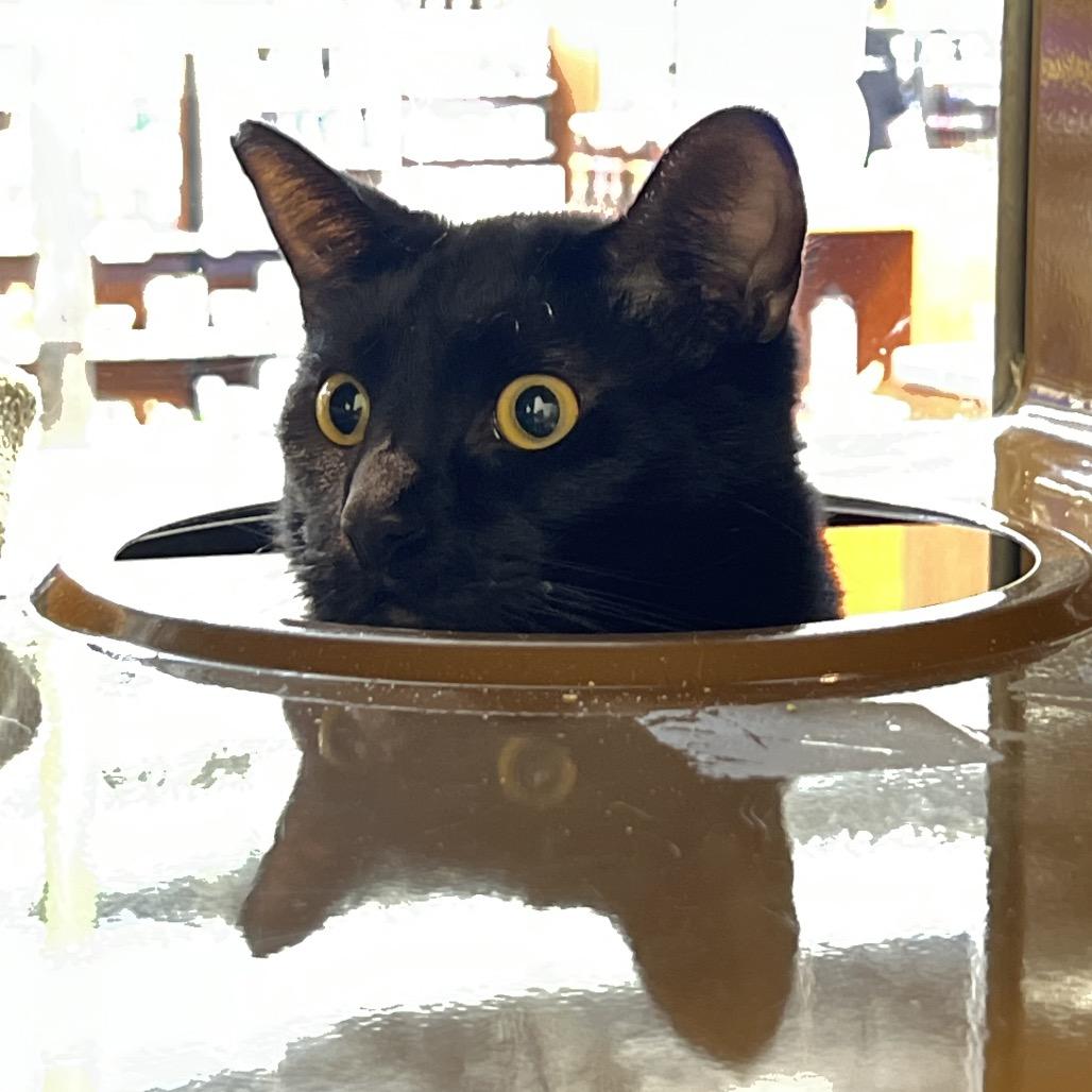 Enlarge Pepper, a Adoptable Domestic Medium Hair in Morgan Hill, CA image 4/6