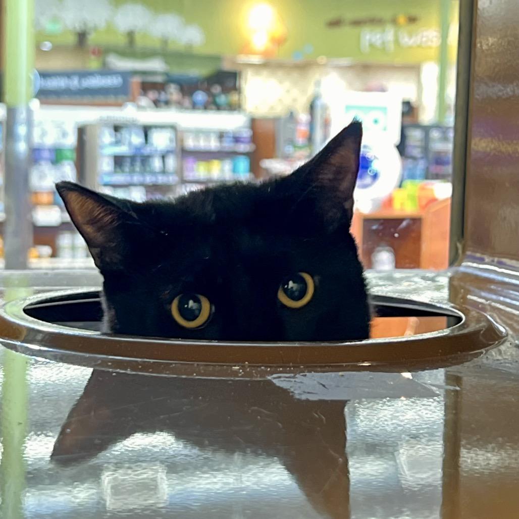 Enlarge Pepper, a Adoptable Domestic Medium Hair in Morgan Hill, CA image 5/6