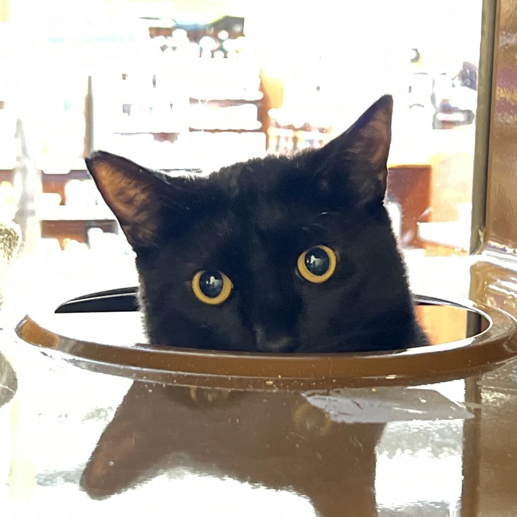 Enlarge Pepper, a Adoptable Domestic Medium Hair in Morgan Hill, CA image 6/6