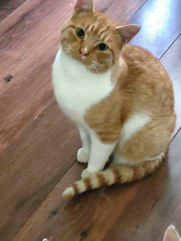 Enlarge Owen, a ADOPTABLE Domestic Short Hair in Wasilla, AK image 1/1