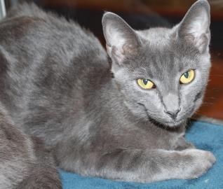 Enlarge Angie, a Adoptable mixed breed in Phoenix, AZ image 1/2