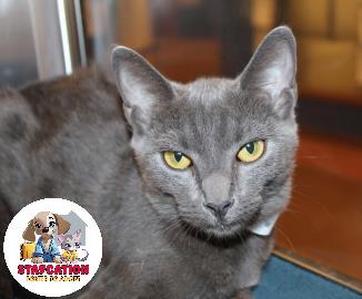 Enlarge Angie, a Adoptable mixed breed in Phoenix, AZ image 2/2