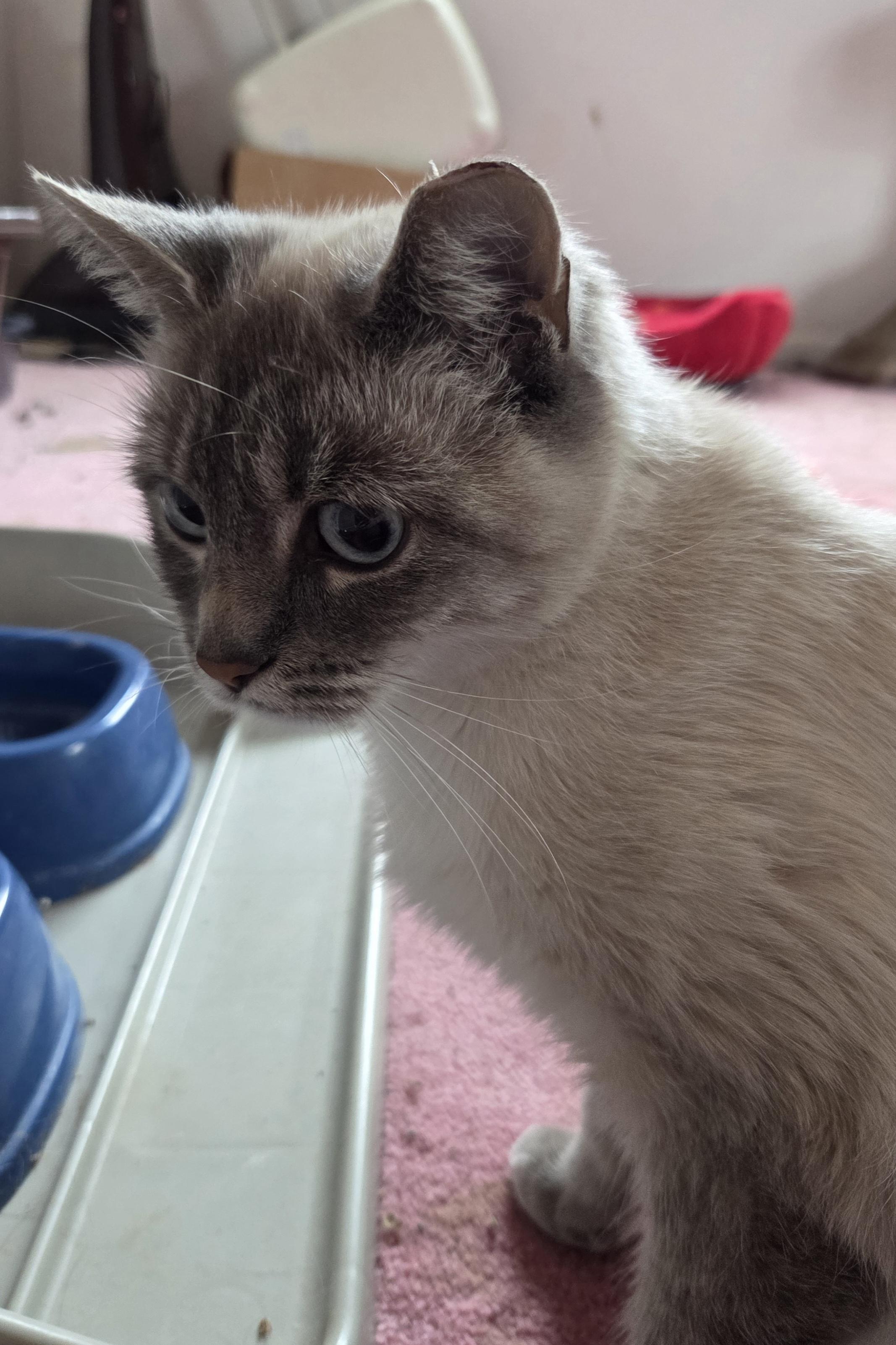 Mila, adopted, Young Female Siamese.