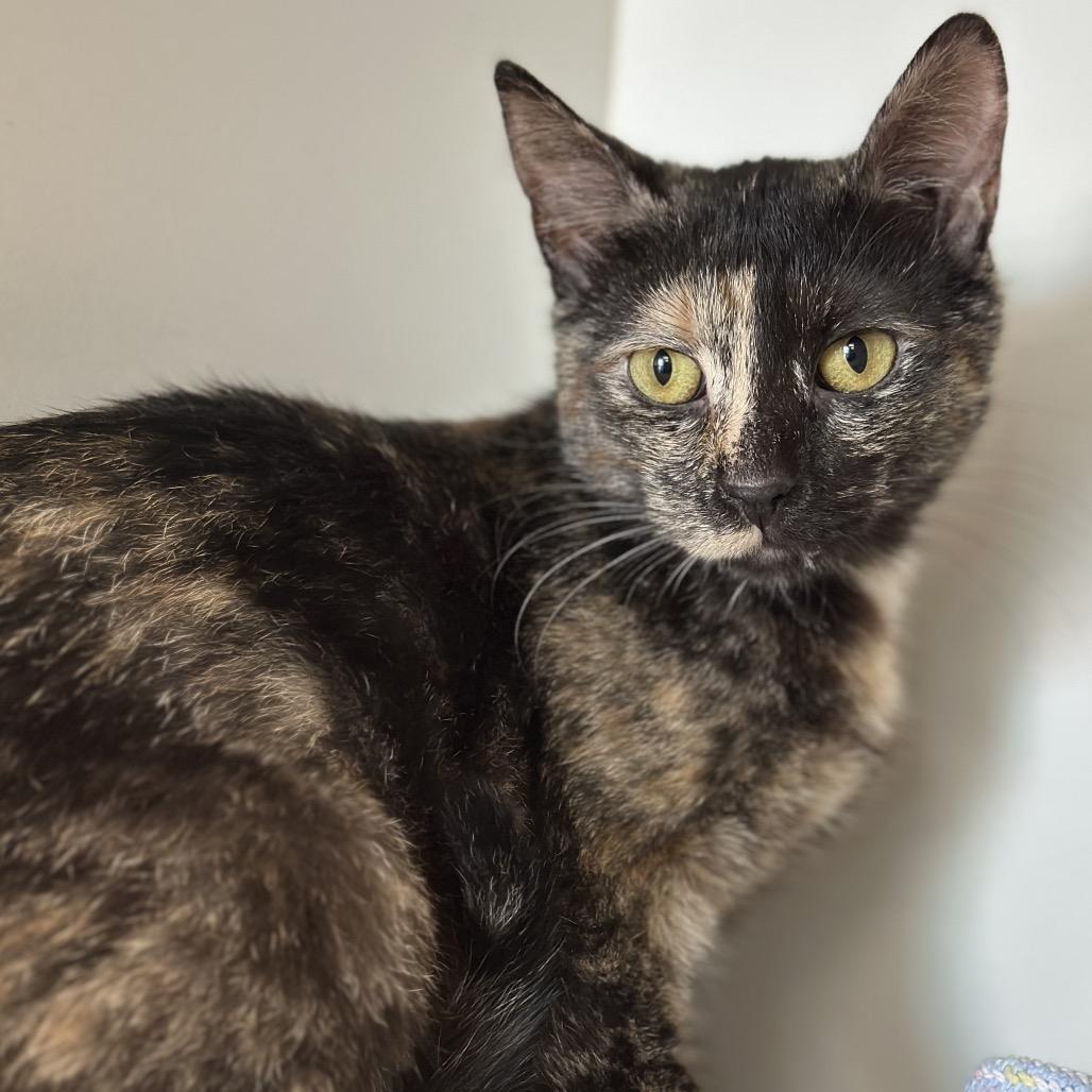 Enlarge Amber, a Adoptable Domestic Short Hair in Matteson, IL image 1/6
