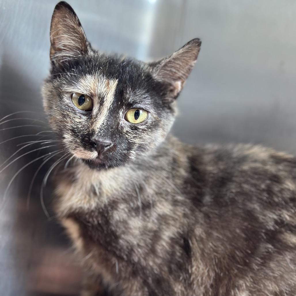 Amber, Adoptable, Young Female Domestic Short Hair.