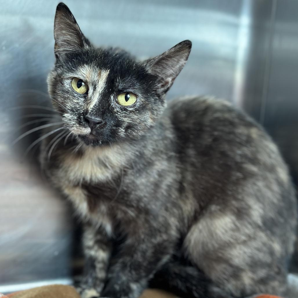 Amber, a Adoptable Domestic Short Hair in Matteson, IL image 2/5