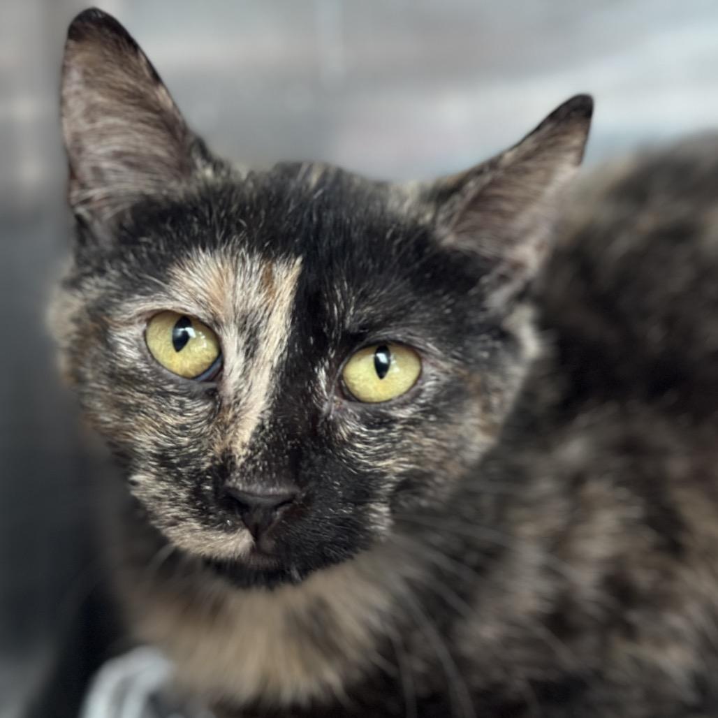 Amber, a Adoptable Domestic Short Hair in Matteson, IL image 3/5