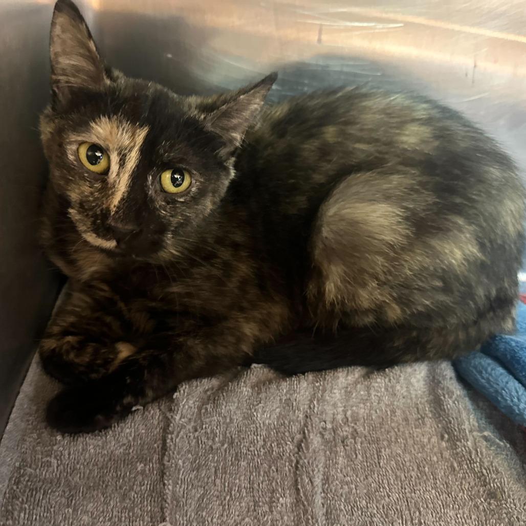 Amber, a Adoptable Domestic Short Hair in Matteson, IL image 4/5