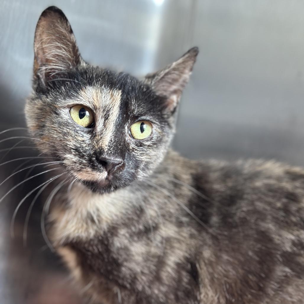 Amber, a Adoptable Domestic Short Hair in Matteson, IL image 5/5