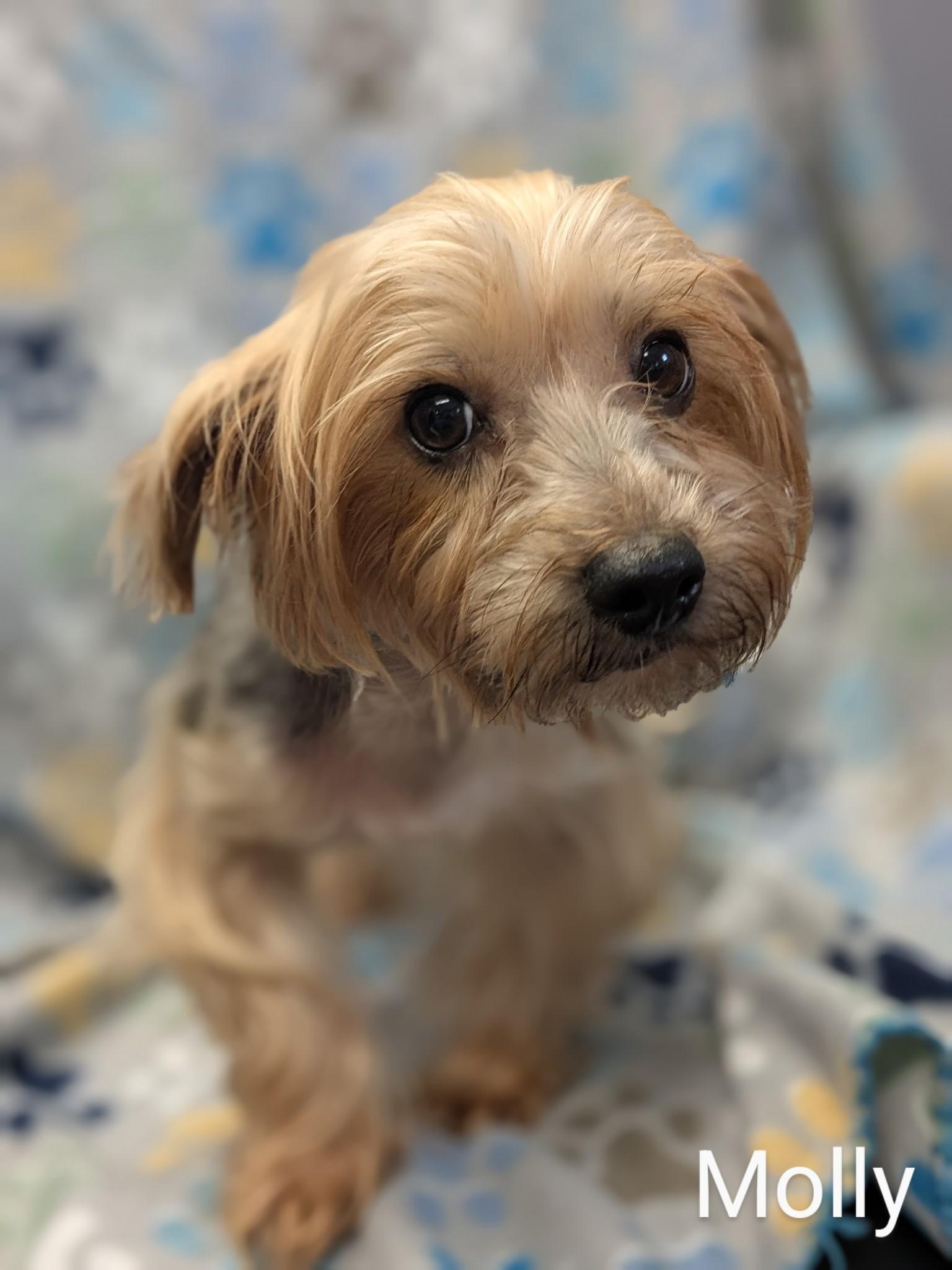 Molly, Adult Female unknown