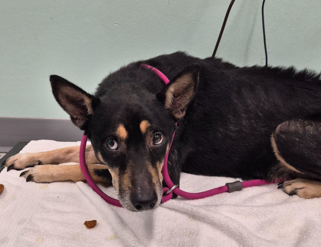 Slim, Adoptable, Adult Male Terrier.