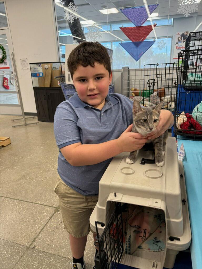 Enlarge Mimi, a Adopted American Shorthair in Naples, FL image 1/1