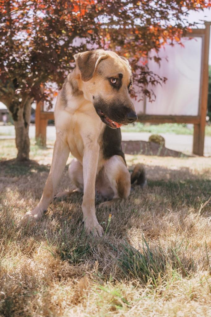 Scooby - In Memory of Tressie Marlene Smith, Adoptable, Young Male German Shepherd Dog & Mixed Breed.