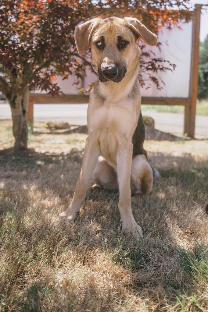 Enlarge Scooby - In Memory of Tressie Marlene Smith, a Adoptable mixed breed in Newberg, OR image 2/2