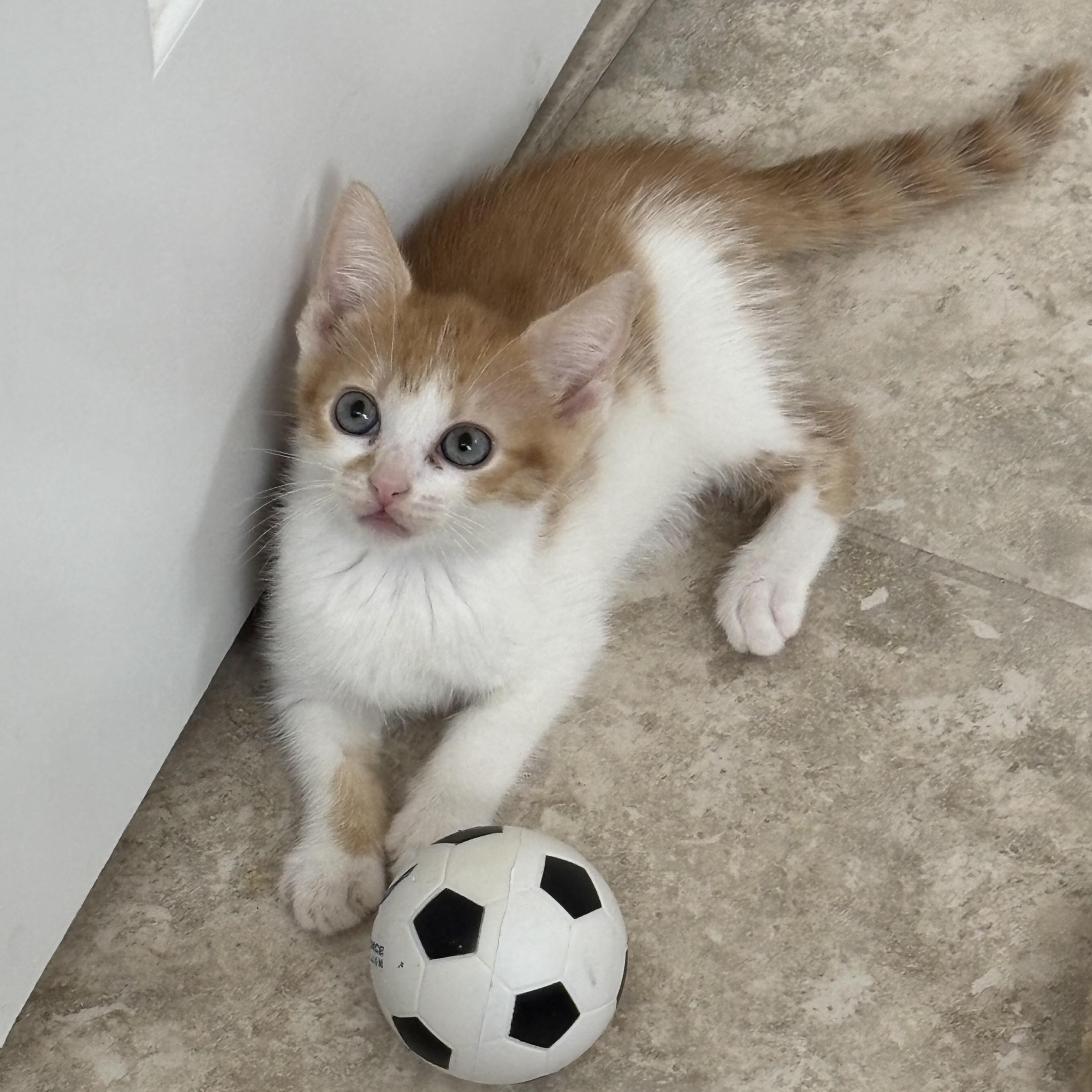 Princess Peach, a Adoptable Tabby in Woodbridge, VA image 2/4