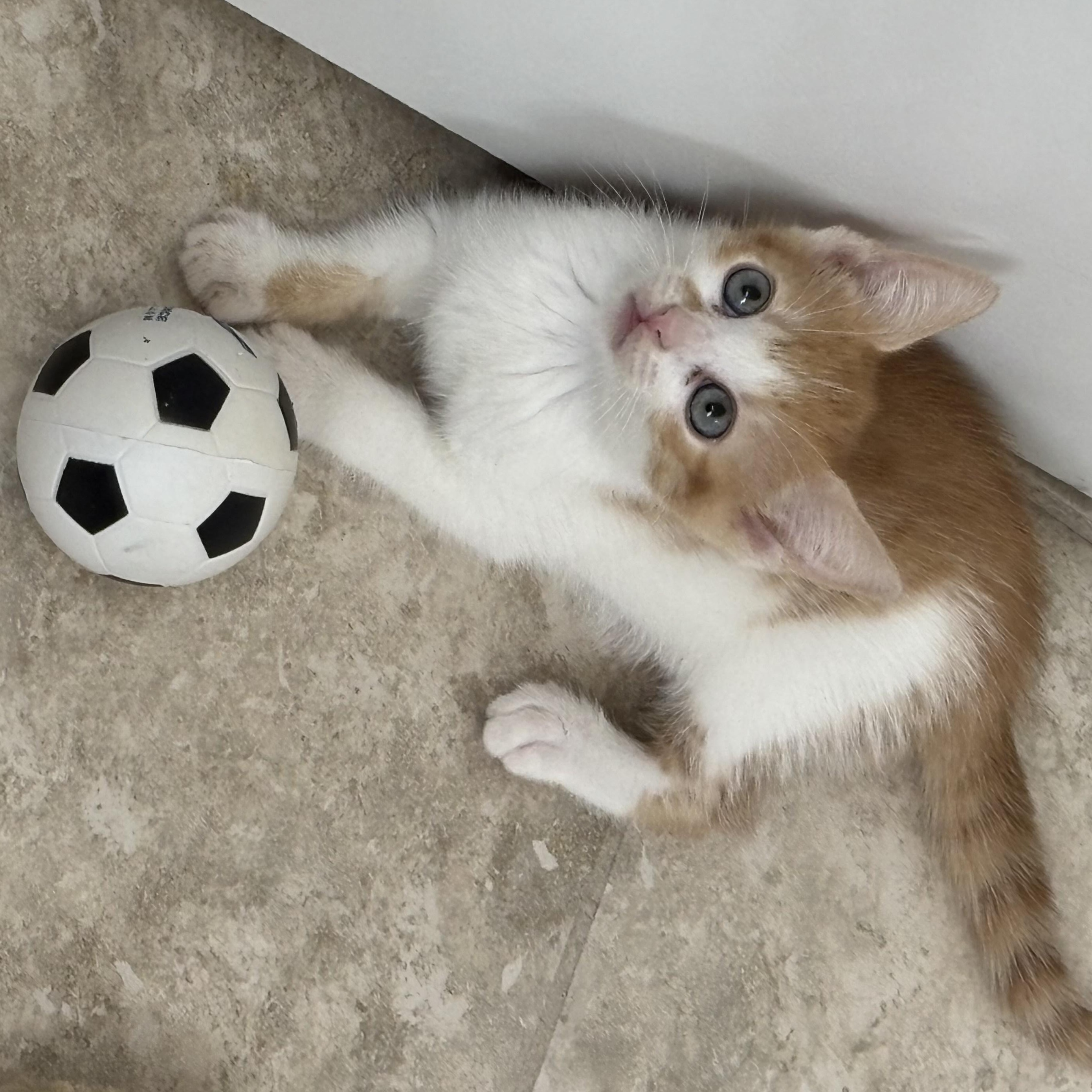Enlarge Princess Peach, a Adoptable Tabby in Woodbridge, VA image 2/2