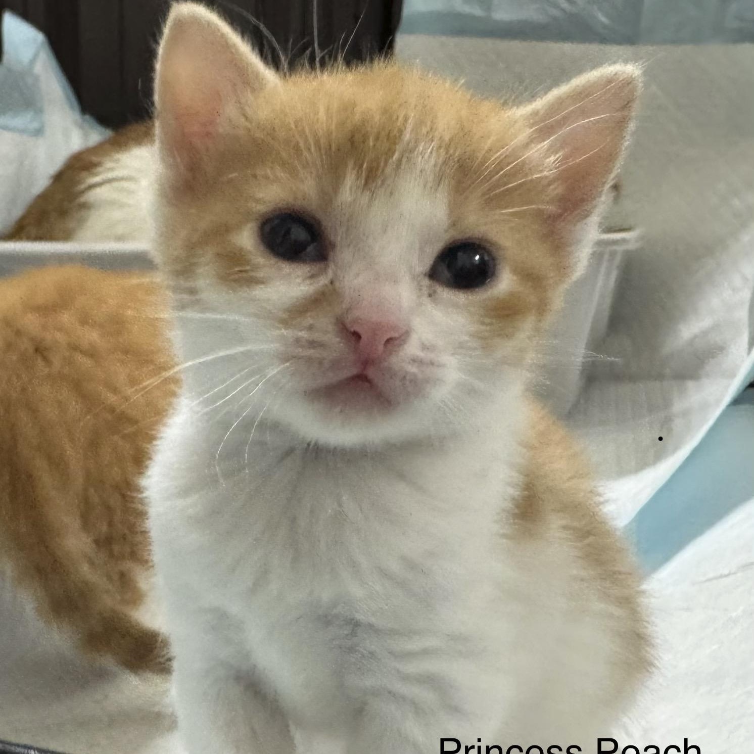 Princess Peach, Adoptable, Kitten Female Tabby.