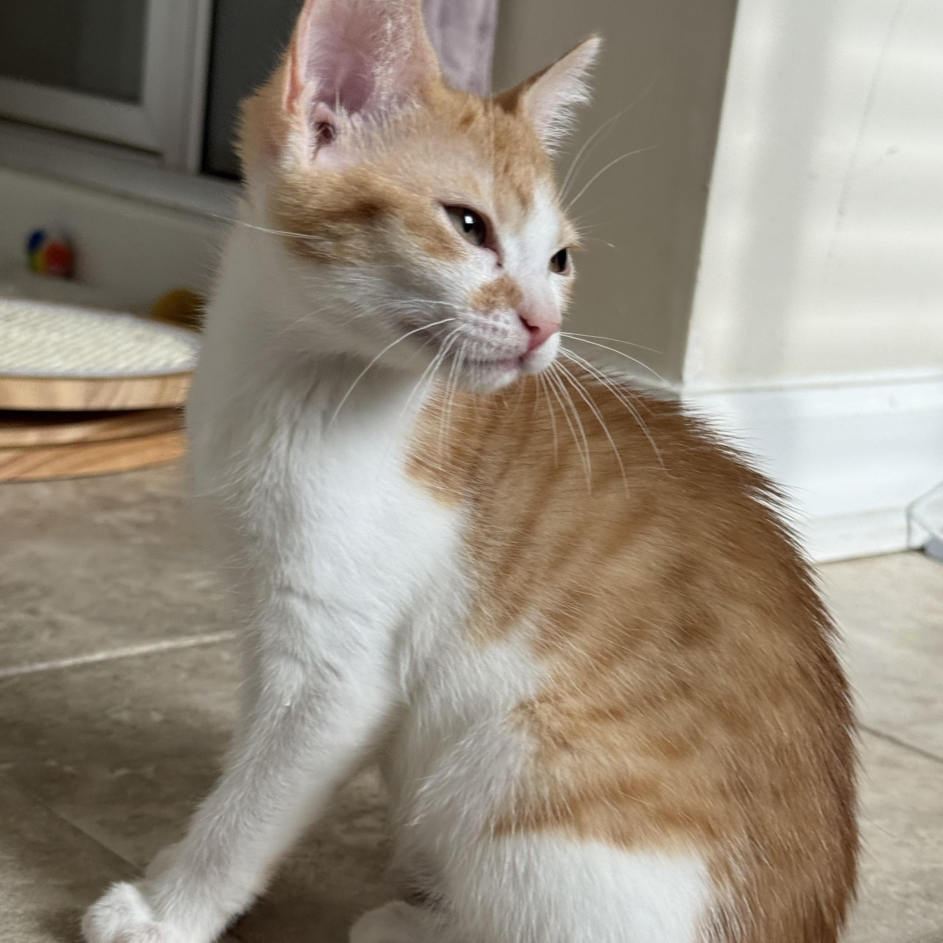 Princess Peach, a Adoptable Tabby in Woodbridge, VA image 1/4