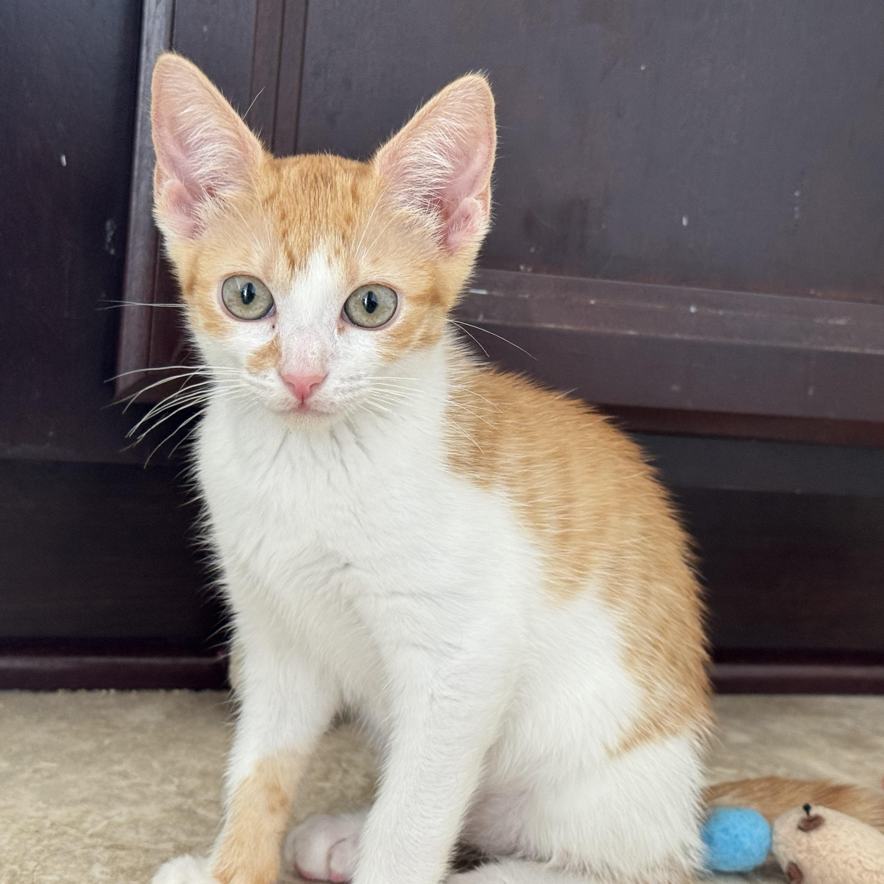 Princess Peach, a Adoptable Tabby in Woodbridge, VA image 3/4