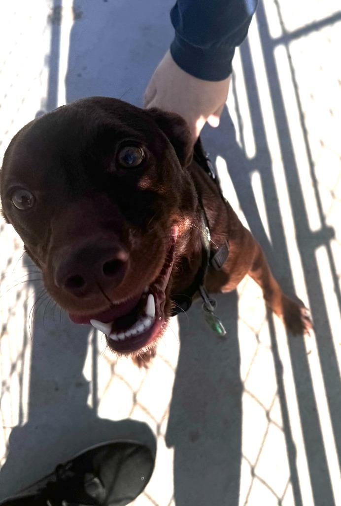 Enlarge Indiana, a Adoptable mixed breed in Pine Grove, PA image 1/1