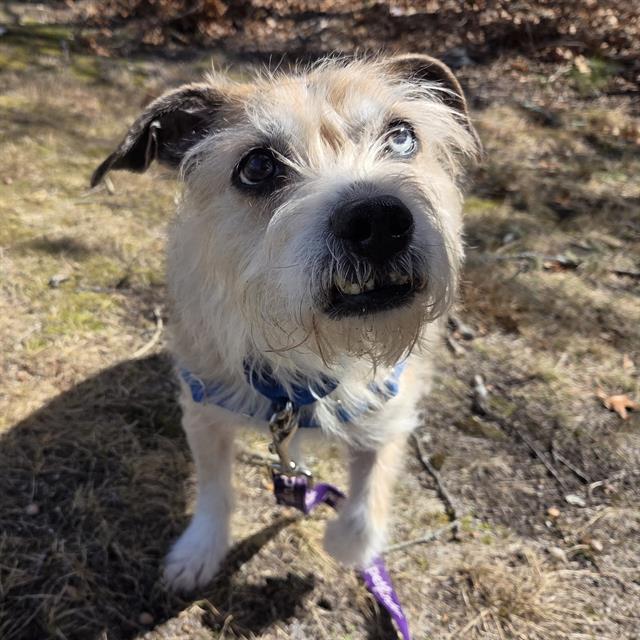 Enlarge DAKOTA, a Adoptable mixed breed in Centerville, MA image 1/1