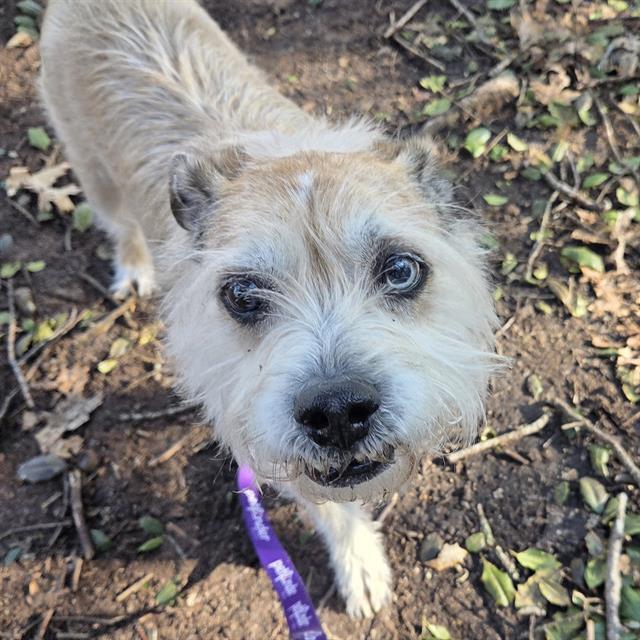 Enlarge DAKOTA, a Adoptable mixed breed in Centerville, MA image 1/1