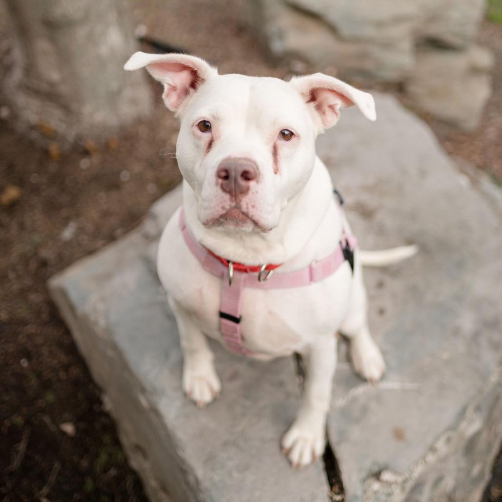 Ivey, Adoptable, Adult Female Mixed Breed.