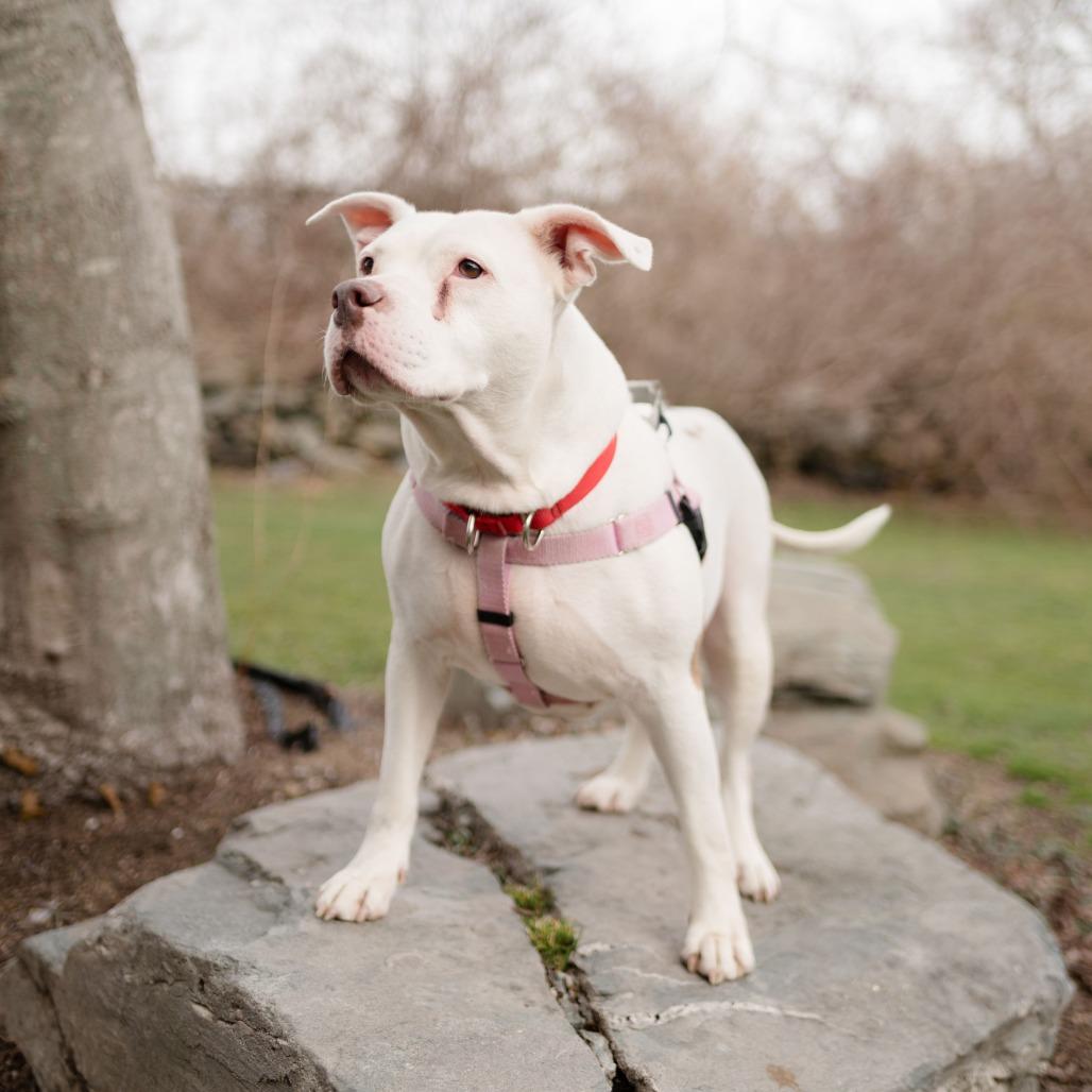 Enlarge Ivey, a Adoptable Mixed Breed in Middletown, RI image 2/4
