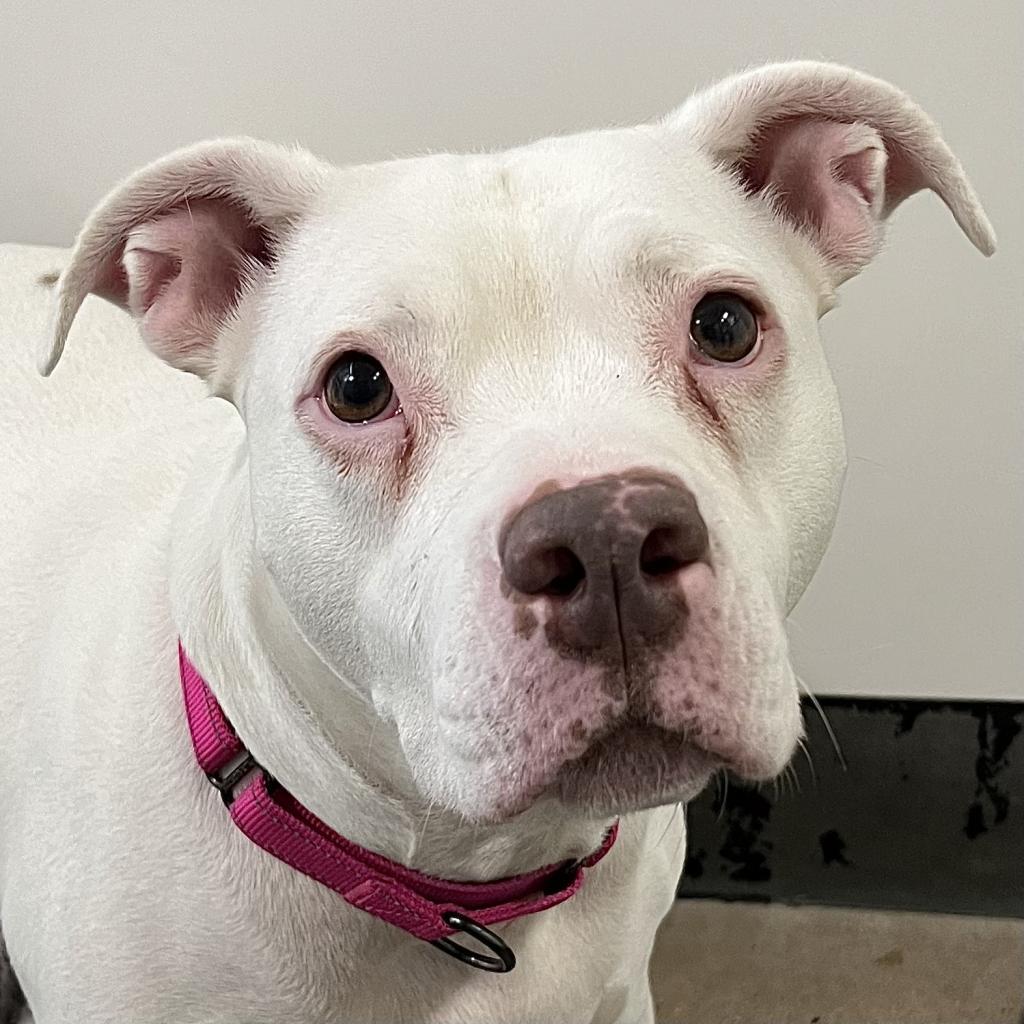 Enlarge Ivey, a Adoptable Mixed Breed in Middletown, RI image 1/1