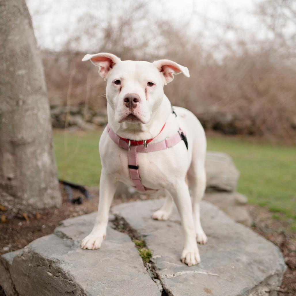 Enlarge Ivey, a Adoptable Mixed Breed in Middletown, RI image 4/4
