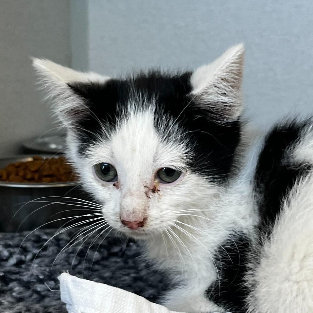 Firefly (26-2A-1), Adoptable, Kitten Male Domestic Short Hair.