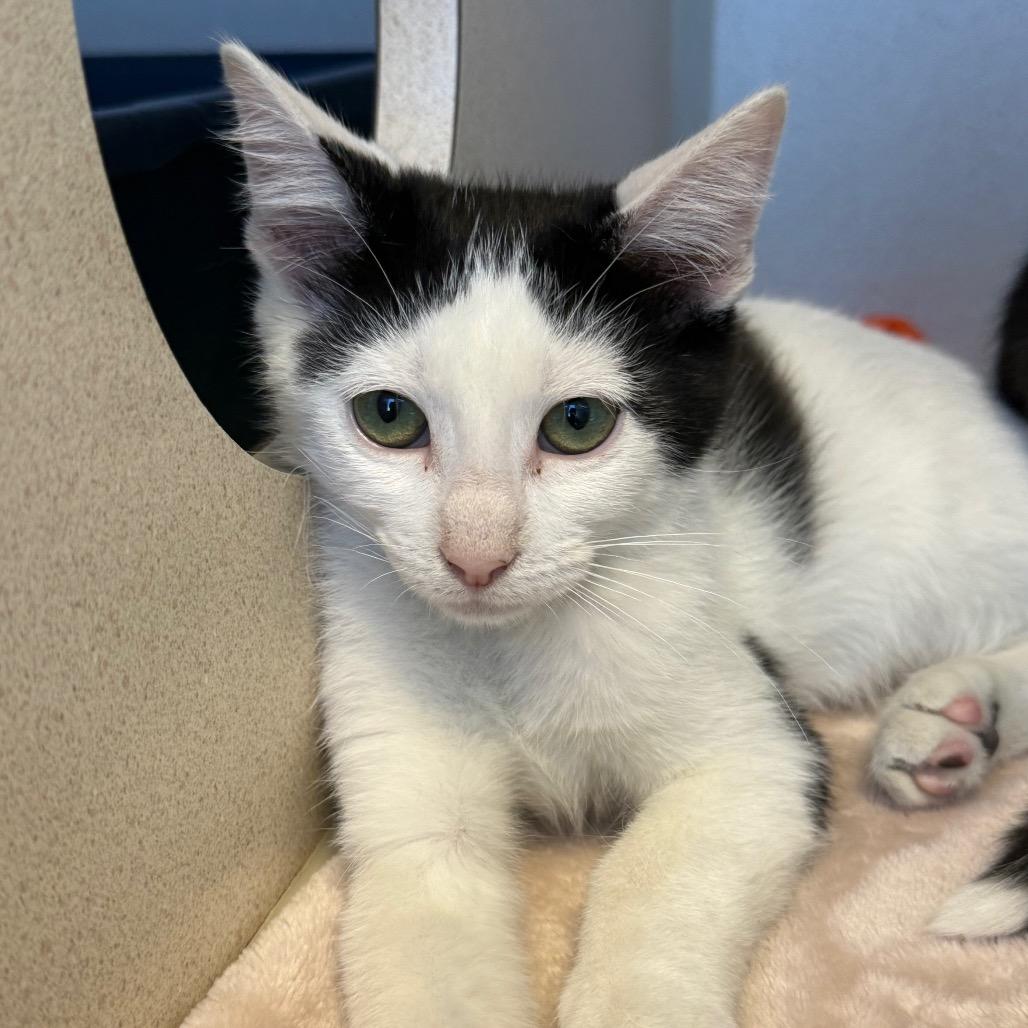 Firefly (26-2A-1), a Adoptable Domestic Short Hair in Rifle, CO image 2/3
