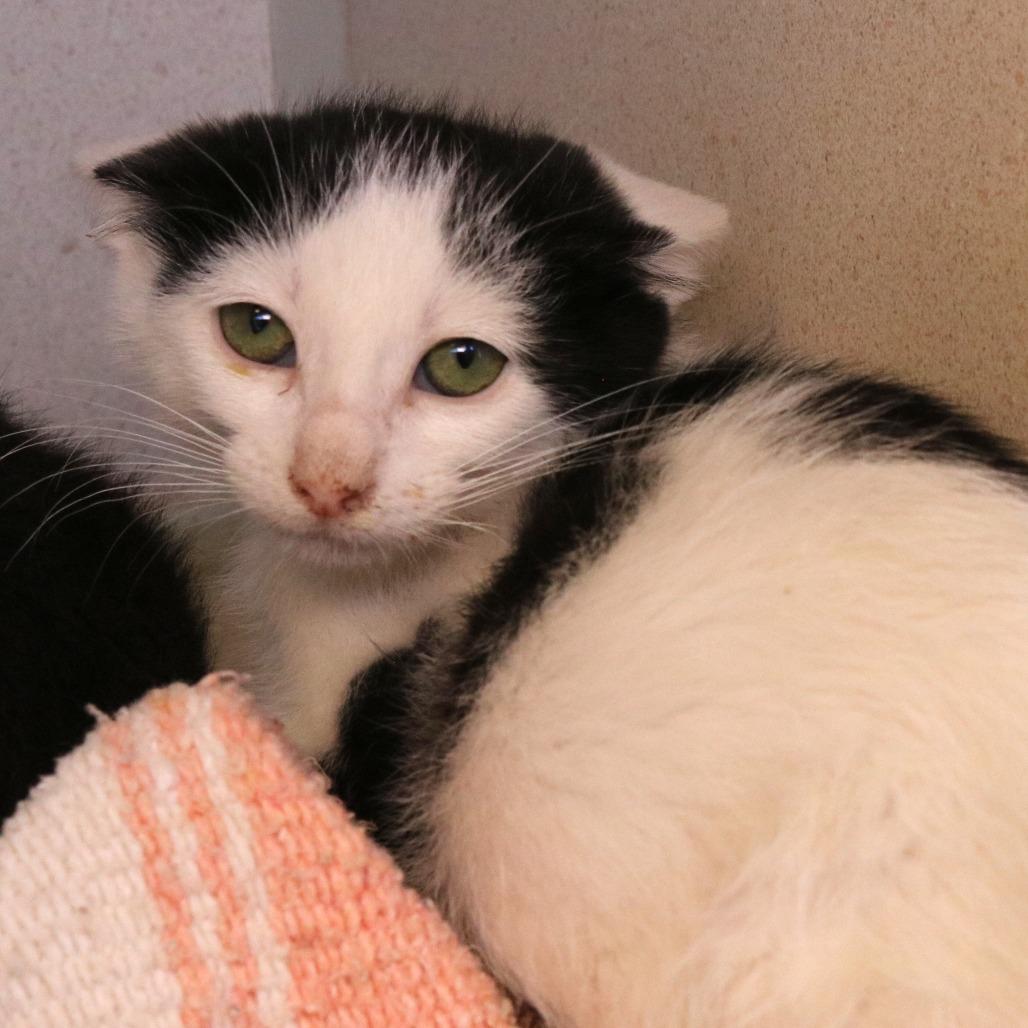Firefly (26-2A-1), a Adoptable Domestic Short Hair in Rifle, CO image 3/3