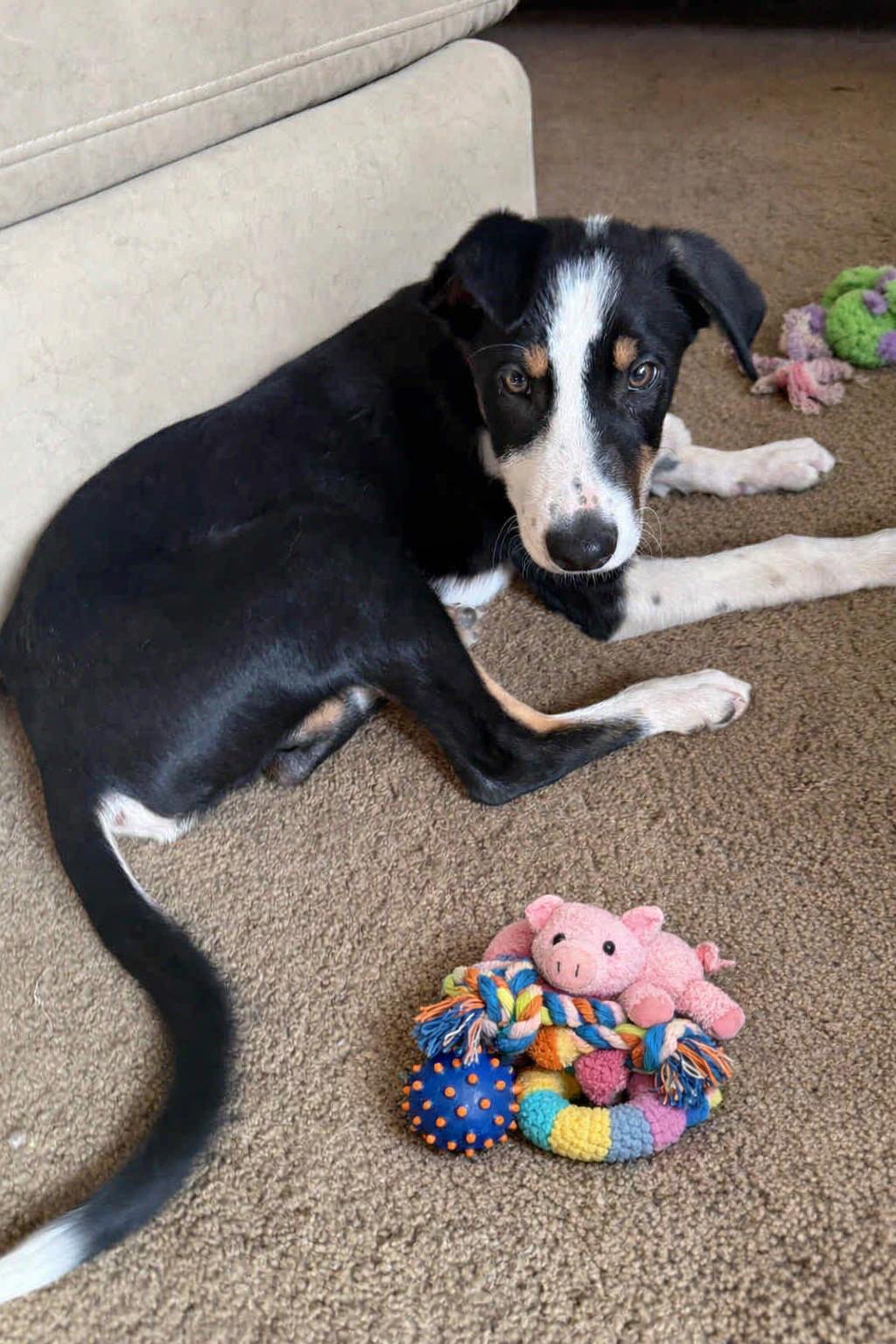 Enlarge Spark, a Adoptable mixed breed in Minneapolis, MN image 5/6