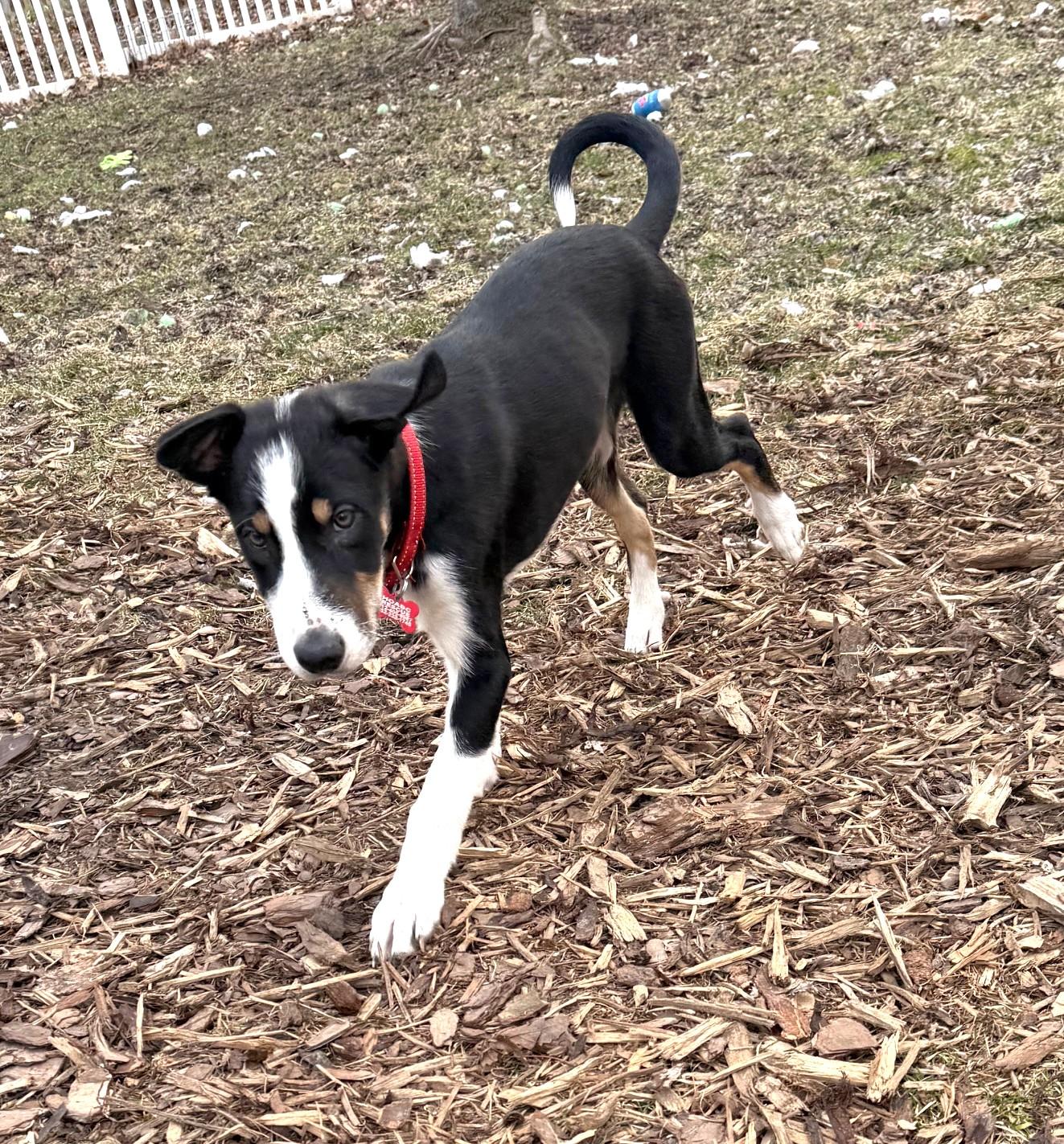 Enlarge Spark, a Adoptable mixed breed in Minneapolis, MN image 2/6