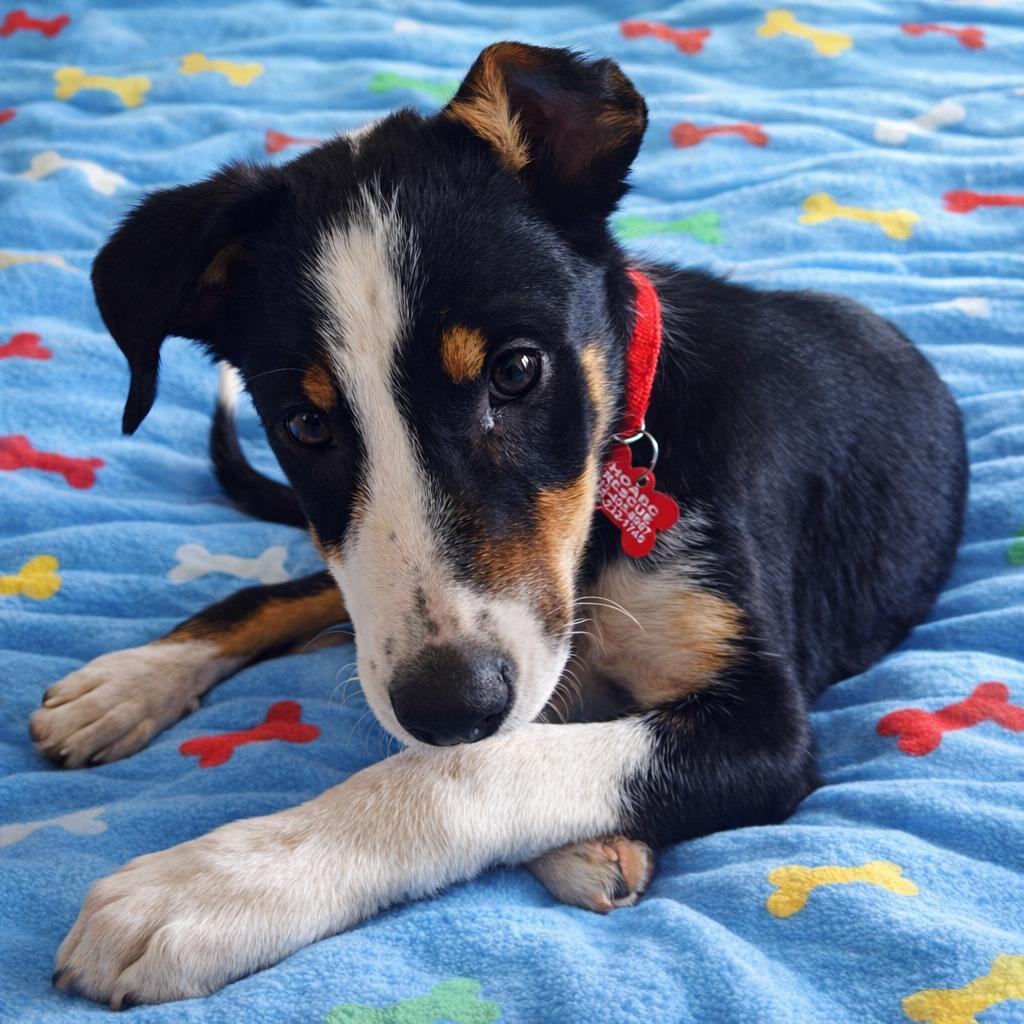 Enlarge Spark, a Adoptable mixed breed in Minneapolis, MN image 1/6