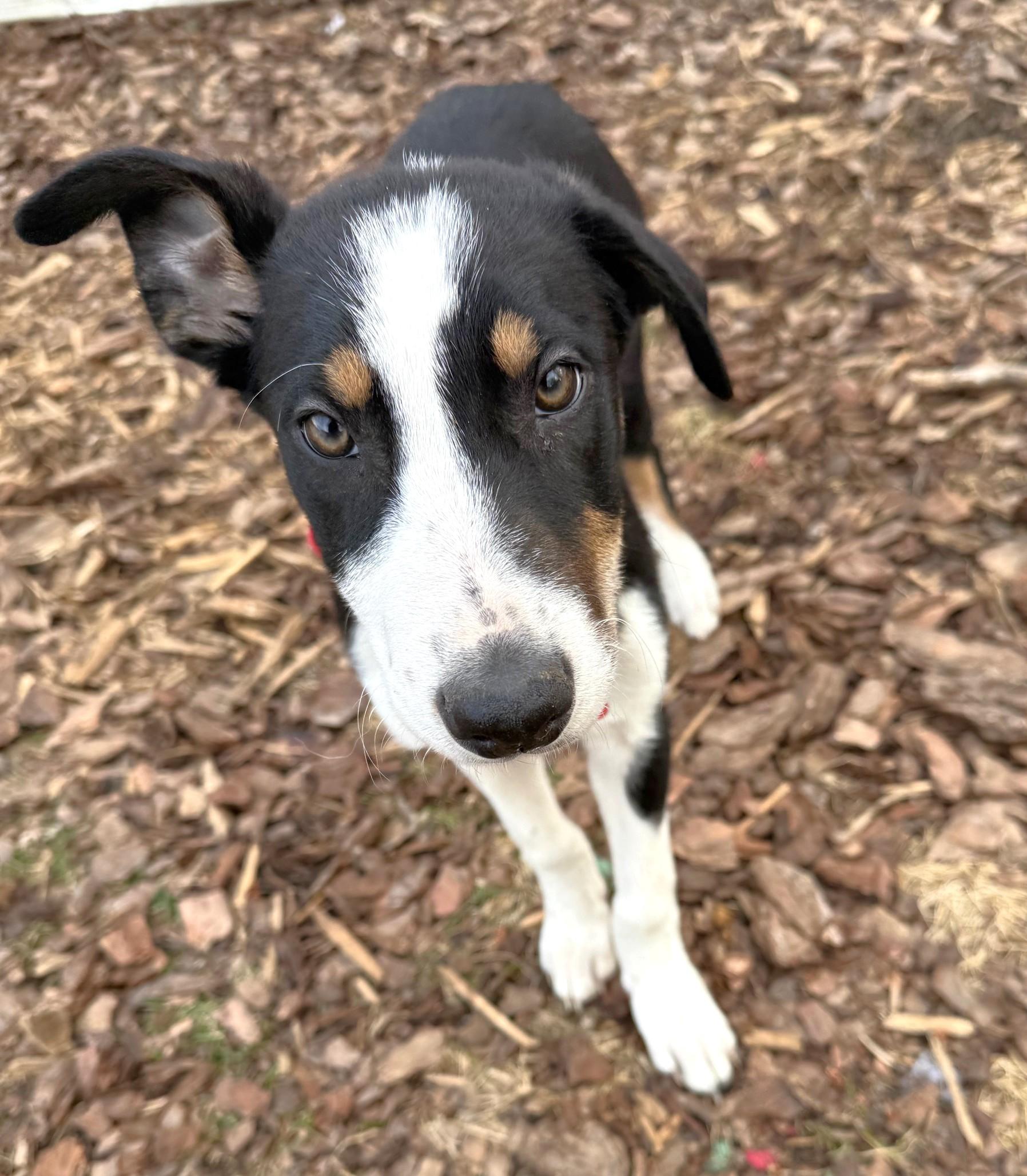 Enlarge Spark, a Adoptable mixed breed in Minneapolis, MN image 4/6