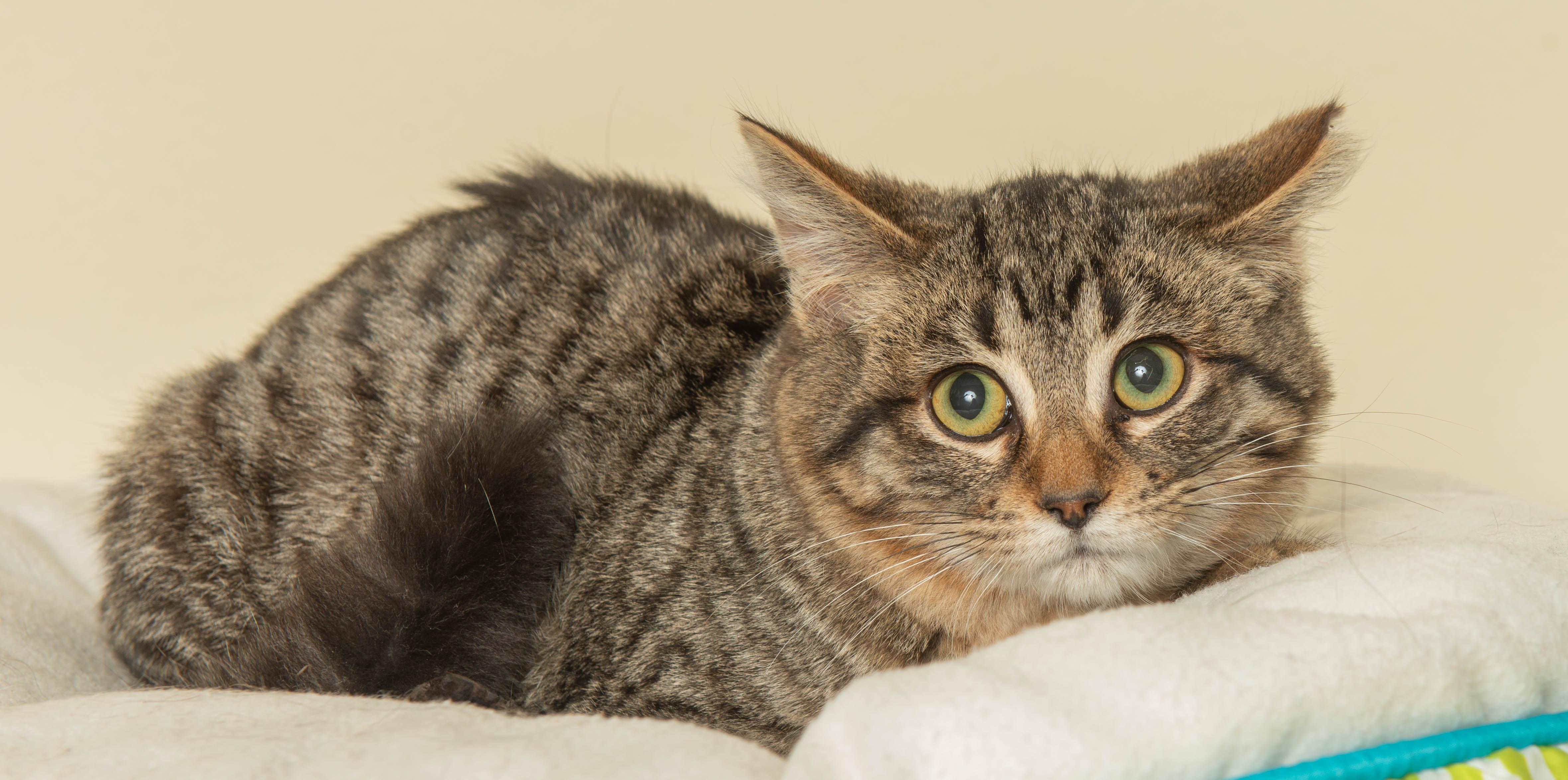 ASTRID, a ADOPTABLE Domestic Short Hair in Wyandotte, MI image 2/2