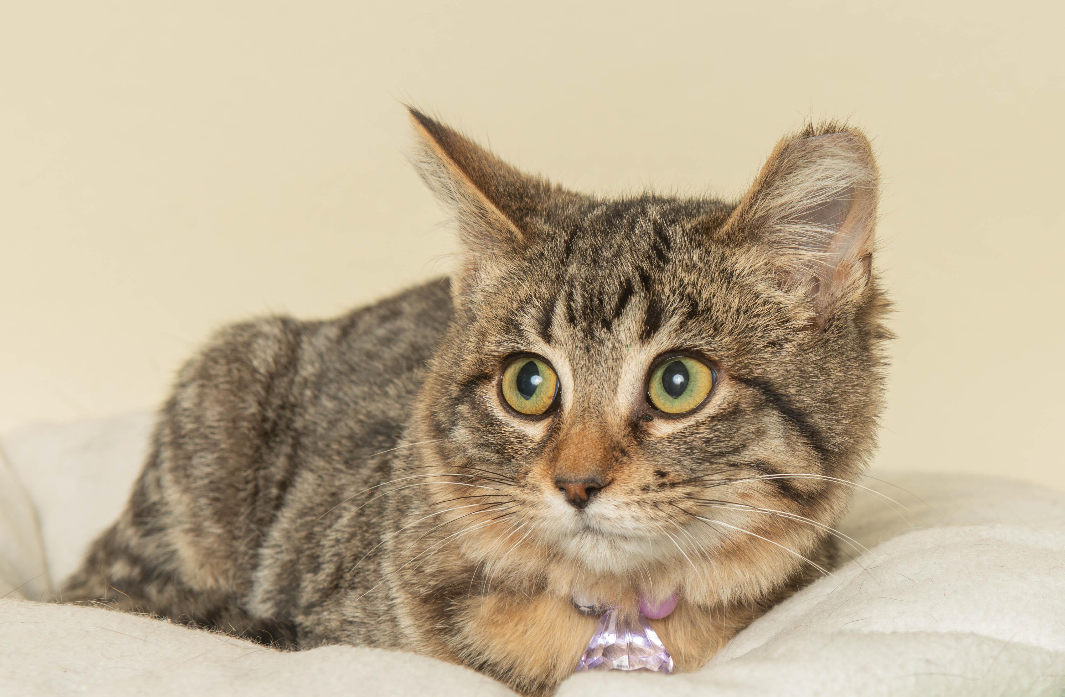 ASTRID, ADOPTABLE, Young Female Domestic Short Hair.