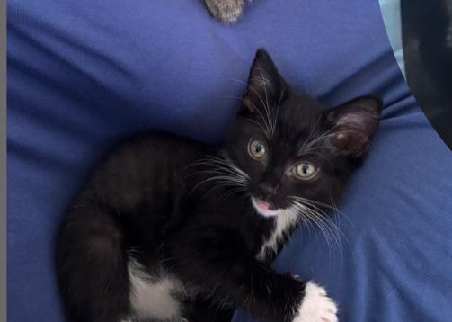 Gia, a Adoptable Tuxedo in Murrieta, CA image 4/5