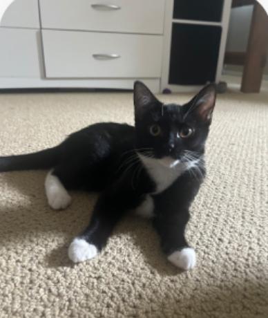 Gia, a Adoptable Tuxedo in Murrieta, CA image 1/5