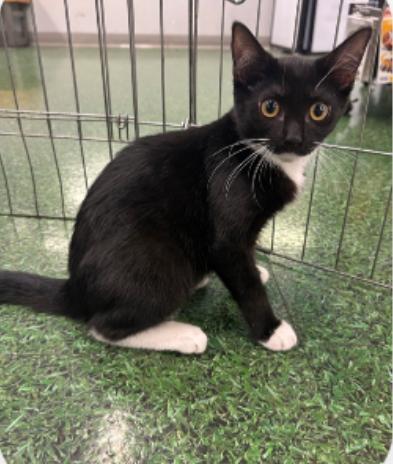 Gia, a Adoptable Tuxedo in Murrieta, CA image 5/5