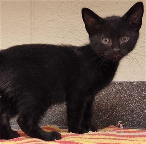 Yoda, Adoptable, Adult Male Domestic Short Hair.